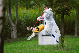 Frikkos for free! The Silver Sighthound Day
