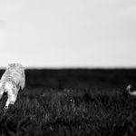 Der krumme Hund - Wenn die Wirbel spazieren gehen.