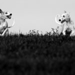 Der krumme Hund - Wenn die Wirbel spazieren gehen.