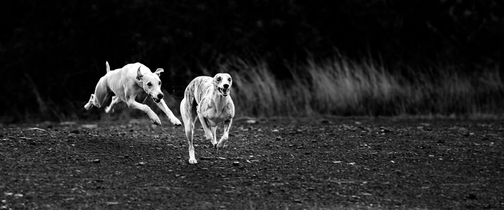 Der krumme Hund - Wenn die Wirbel spazieren gehen.