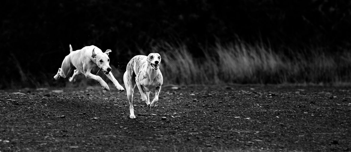 Der krumme Hund - Wenn die Wirbel spazieren gehen.