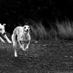 Der krumme Hund - Wenn die Wirbel spazieren gehen.