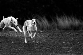 Der krumme Hund – Wenn die Wirbel spazieren gehen.