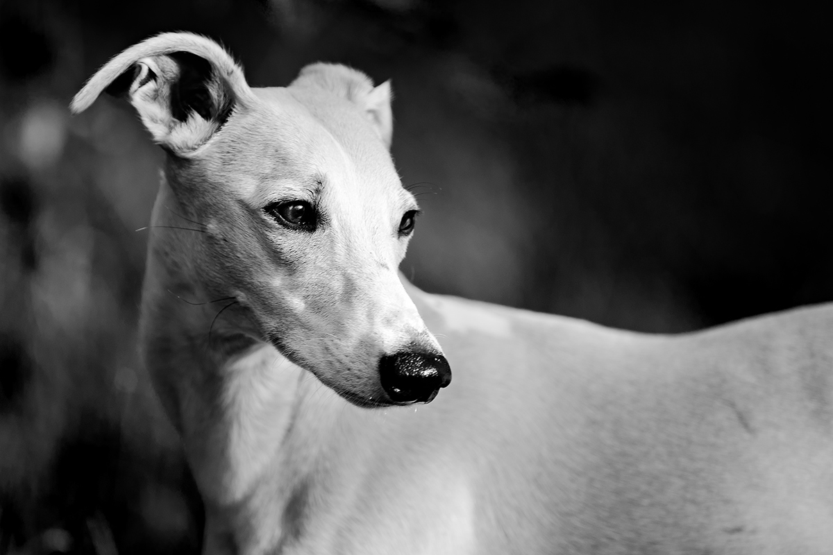 Der krumme Hund - Wenn die Wirbel spazieren gehen.