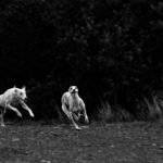 Der krumme Hund - Wenn die Wirbel spazieren gehen.