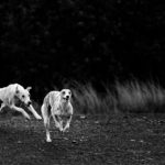 Der krumme Hund - Wenn die Wirbel spazieren gehen.