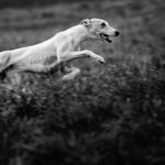 Der krumme Hund - Wenn die Wirbel spazieren gehen.