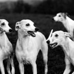 Der krumme Hund - Wenn die Wirbel spazieren gehen.