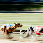 Die WM-Revanche 2018 beim Windhundrennverein Westfalen-Ruhr