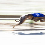 Der erste Lauf der Greyhounds.