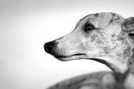 Kopfschuss – Portraits wie ich sie gerne mag