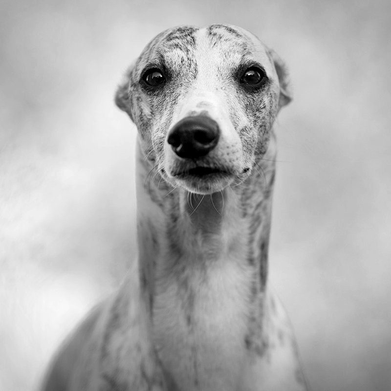 Portraits von meinen Whippets. Danny schaut mich an. Seine recht runden Augen verleihen ihm nach wie vor einen recht kindlichen Blick. 