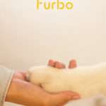 Die Furbo App gibt es kostenlos im App Store.