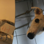 Wir packen Furbo aus. Hudson war wieder ganz vorne dabei.