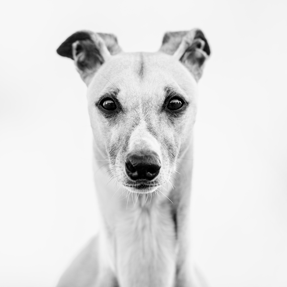 Portraits von meinen Whippets