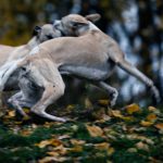 Hudson hält Mono Reaktion noch für eine Spielaufforderung.