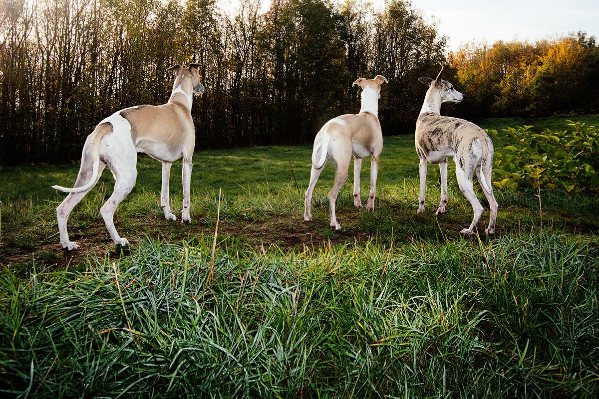 Meine Whippets. Die Jungs sind immer in Habachtstellung. Ihnen entgeht rein gar nichts. 