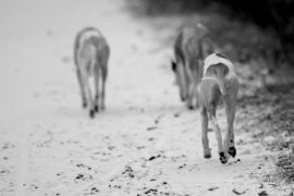 Nur ein paar Flocken …