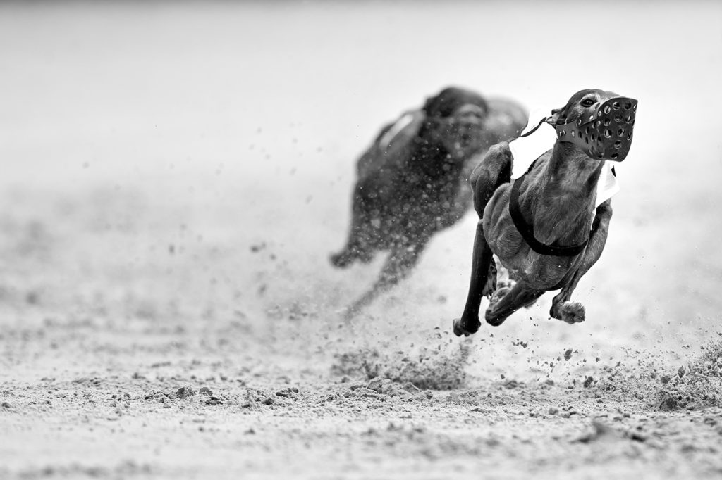 Whippets auf der Rennbahn