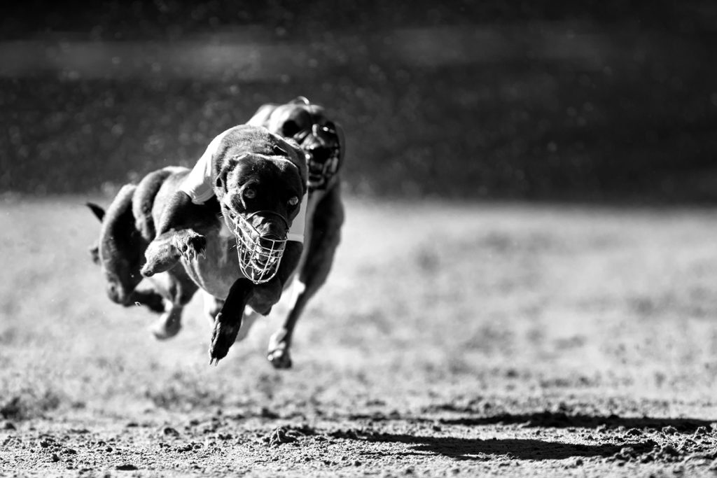 Whippets auf der Rennbahn