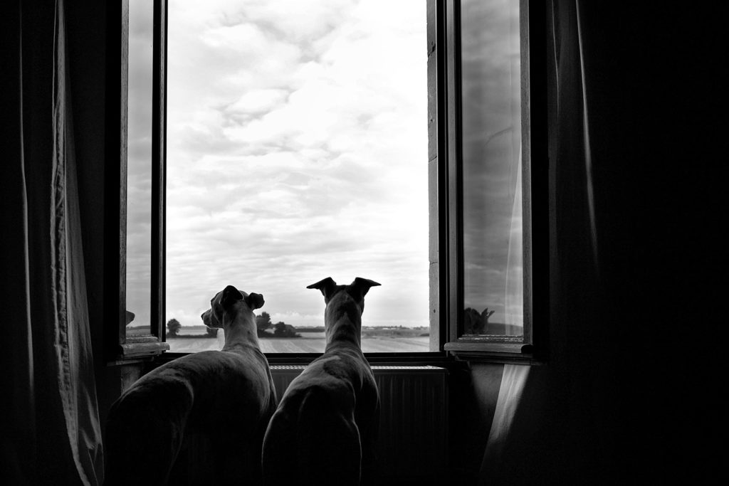 Mono und Danny im Haus meiner Familie an der französischen Atlantikküste