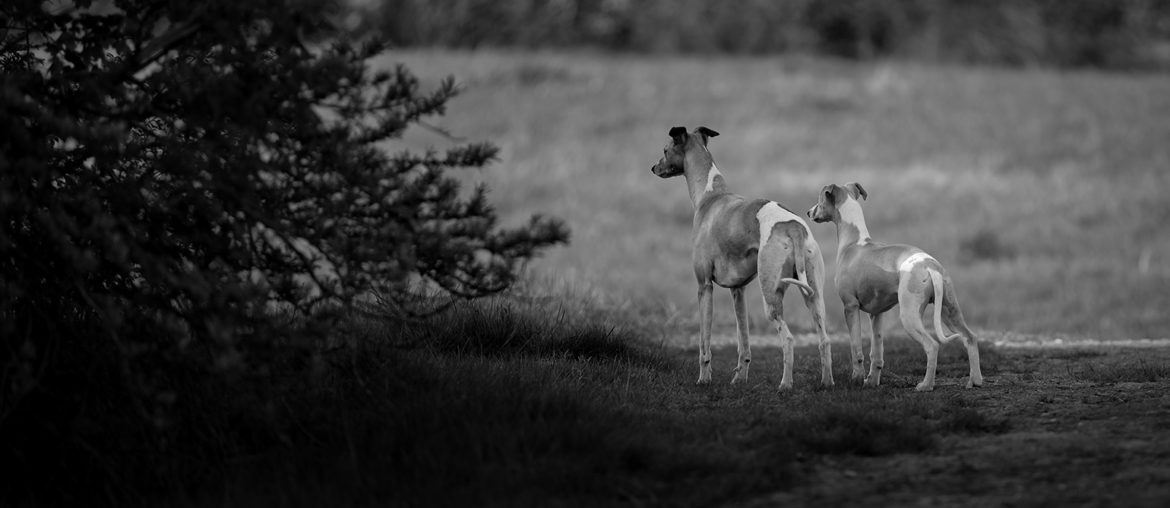 Mono und Hudson unterwegs