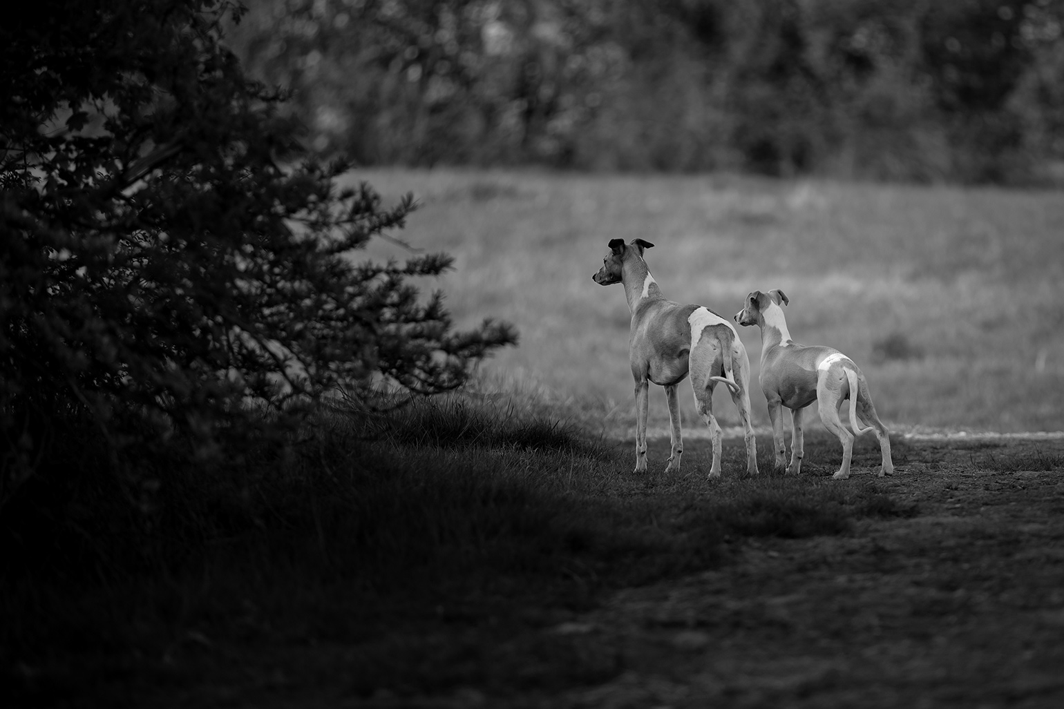 Meine Whippets