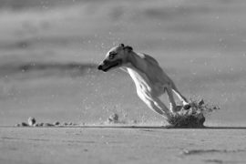 9 Gründe gegen einen Whippet