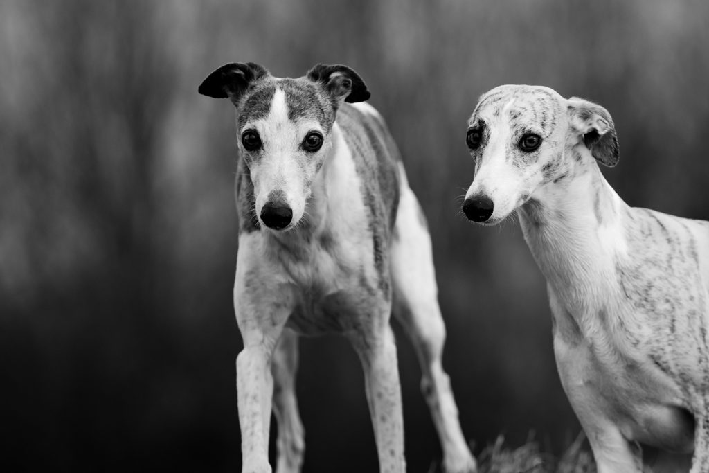 Whippets können kein Wässerchen trüben …? Wer's glaubt! Dotti die Meisterdiebin und Gianna die Sprungfeder. 