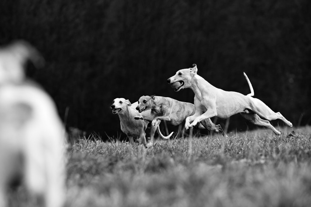 Drei Whippets im Vorbeiflug