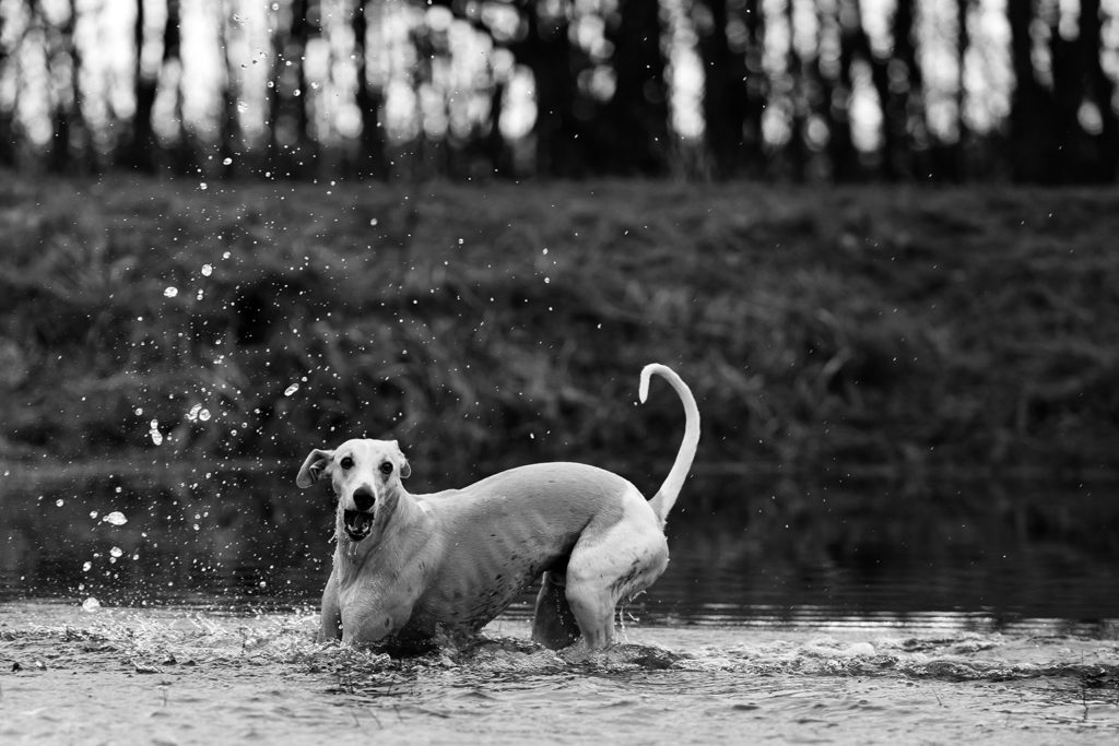 Whippets sind regen- aber nicht wasserscheu. Dieses Wasser war wohl doch kälter, als Hudson es vermutet hatte.