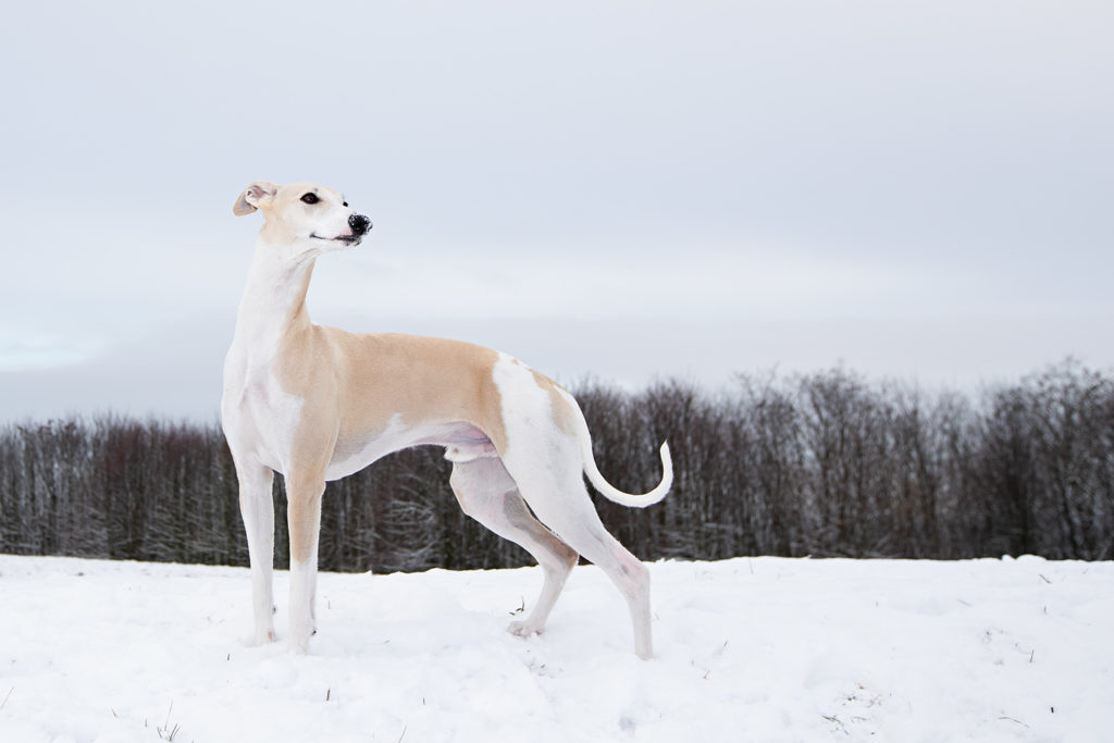 Hudson mit Schneenase. Canon EF 16-35mm 1:2,8L IS III USM, Canon EOS 1D X Mark II, Canon Speedlite 430EX III-R, 1/200 sek., ISO 100, f/5,0﻿