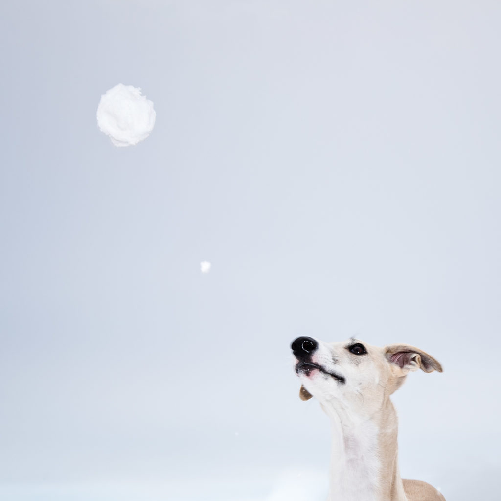 Hudson und der Schneeball. Sein Kopf ist leicht unscharf, aber ich mag das Foto trotzdem ganz gern. Canon EOS 1D Mark II, Canon EF 16-15mm 1:2,8L III USM, Canon Speedlite 430EX III-R, 35 mm, 1/200 sek., ISO 100, f/7,1