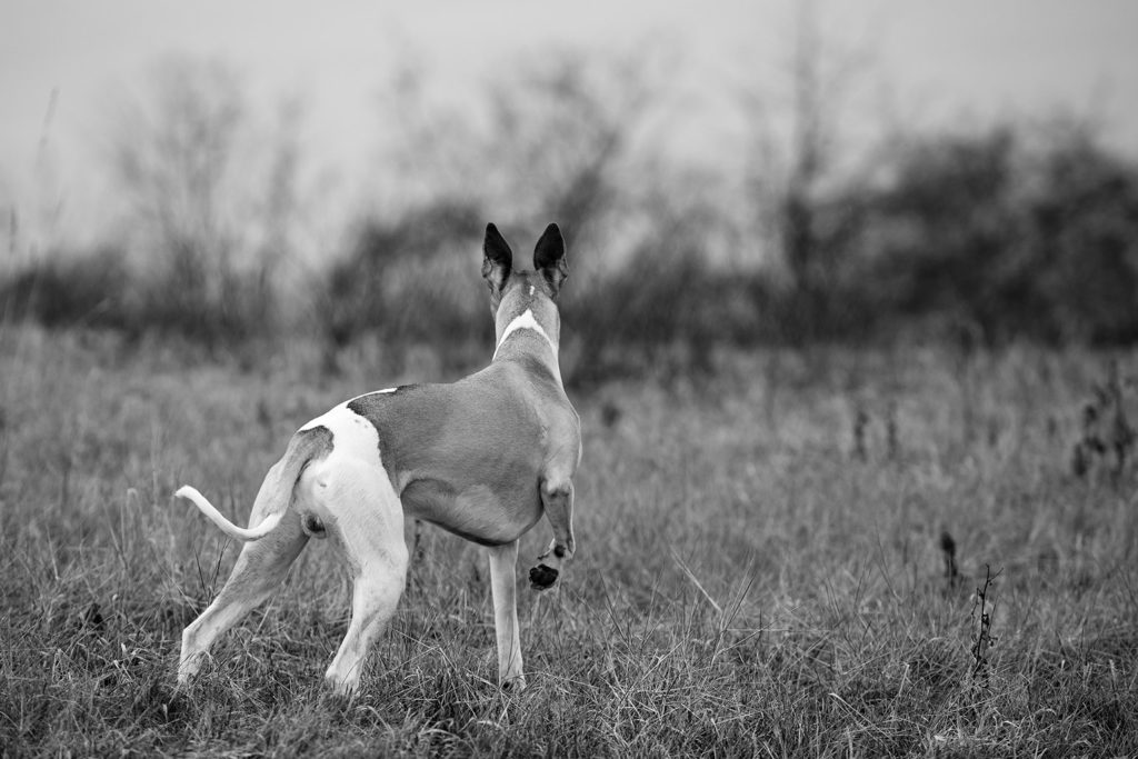 Whippet auf Mäusejagd. Er kann sie tatsächlich hören. 