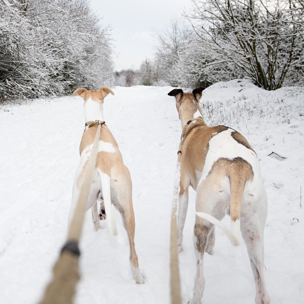 Unterwegs mit zwei Whippets. Ich muss noch ein wenig weiter hoch, um sie ableinen zu können