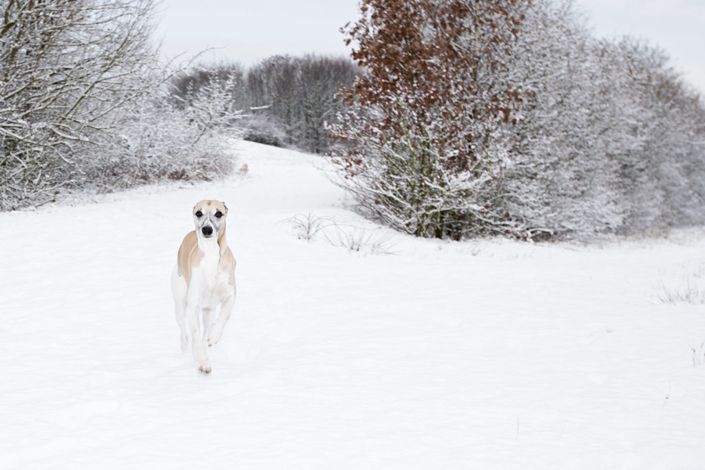 Ein Weitwinkel eignet sich nur bedingt zu Fotografieren von Hunden im Freilauf. Für Nahaufnahmen hingegen ist es toll. Hier gut zu sehen - der Blitz hat Mono soeben noch erwischt. Canon EOS 1D Mark II, Canon EF 16-15mm 1:2,8L III USM, Canon Speedlite 430EX III-R, 35 mm, 1/160 sek., ISO 100, f/5,0