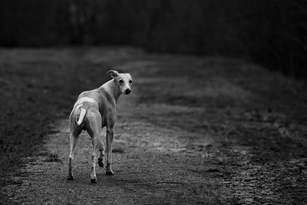 Der Weg. Zwischen Glück und Horror