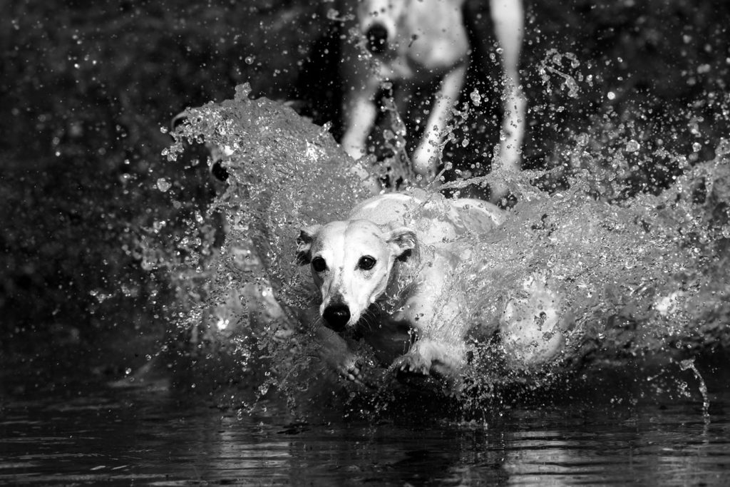 Wasser, Licht, Chaos- Ivy ist nun schon sieben Jahre alt. Sie hat kein bisschen an Energie verloren. Canon EOS 1DX Mark II, Canon EF 300mm 1:2,8L IS II USM, 1/1250 sek., ISO 100, f/3,2