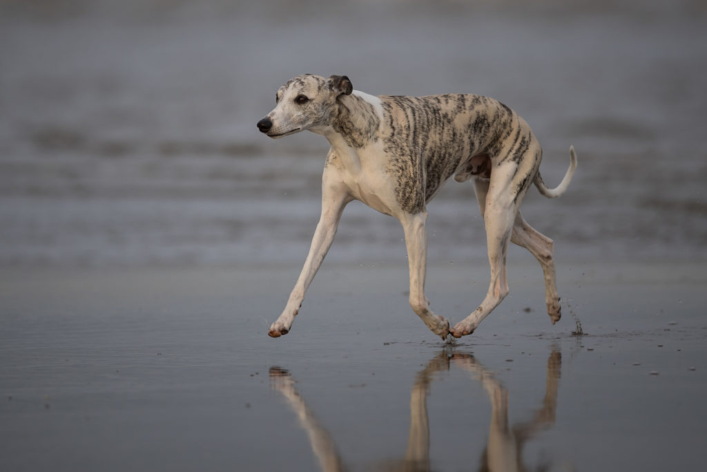 Danny am Strand. Im Freilauf zeigen die Jungs, was sie drauf haben. Ich finde, das ist die schönste und beste Art, das Gangwerk eines Whippets zu zeigen. Aber das ist nur meine Meinung. 