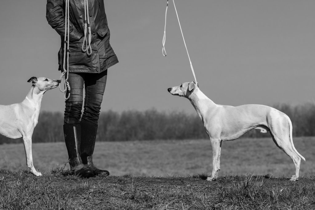 Meine Hunde im besten Licht.