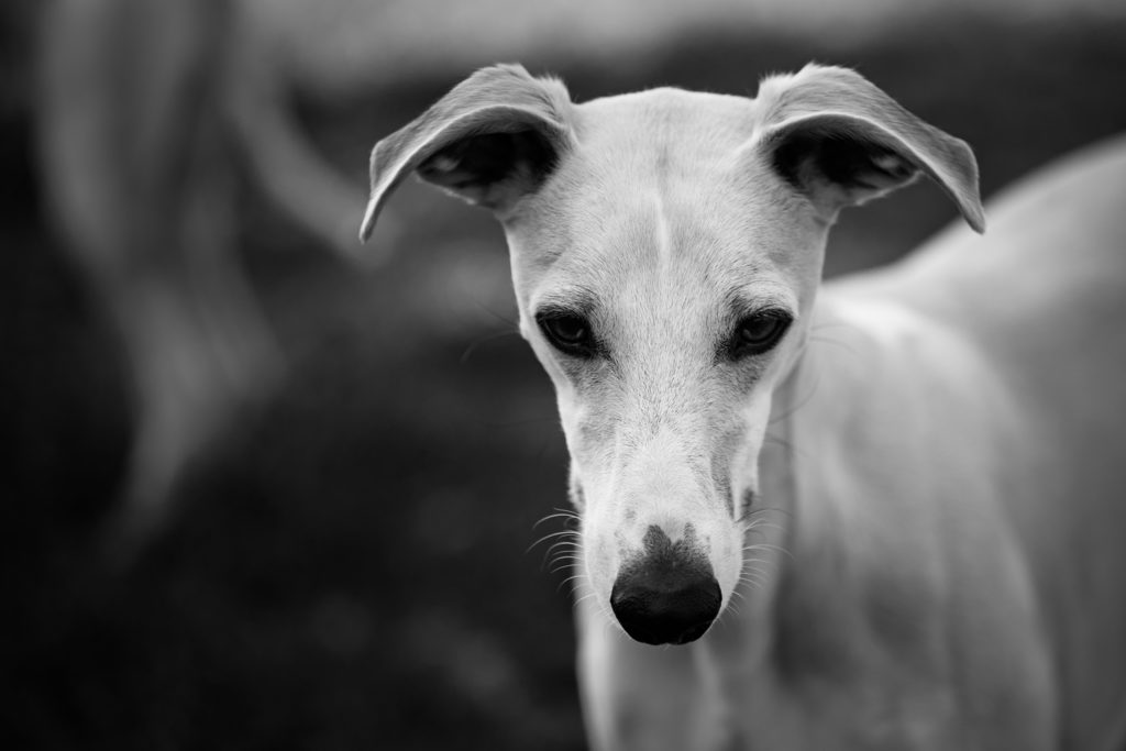 Langsam aber sicher wird aus dem Flappkopp ein richtiger Whippet. Und er kann den Amerikaner nicht verleugnen. Hudson im April 2019. 