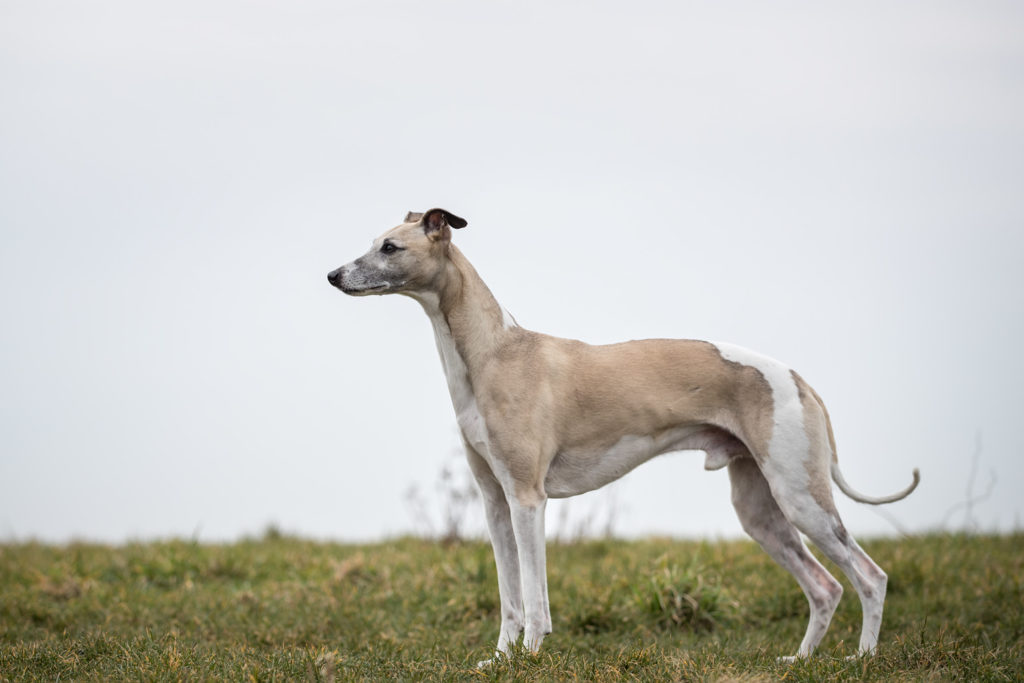 Im freien Stand zeigen sich meine Whippets immer am besten. Obwohl oder gerade weil das Foto nicht perfekt ist, mag ich es sehr.