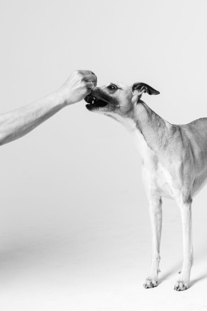 Studioshooting mit sieben Whippets. Das kann durchaus anspruchsvoll sein.