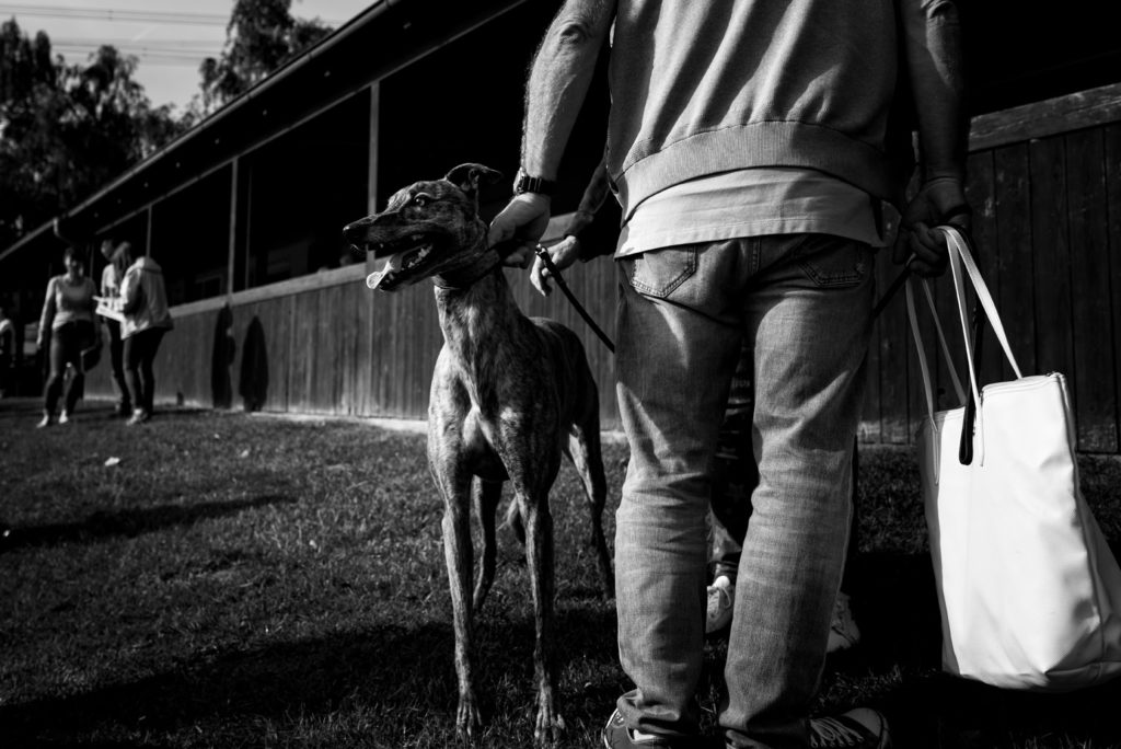 Ein Greyhound an der Sandbahn des WRV Westfalen-Ruhr e.V.