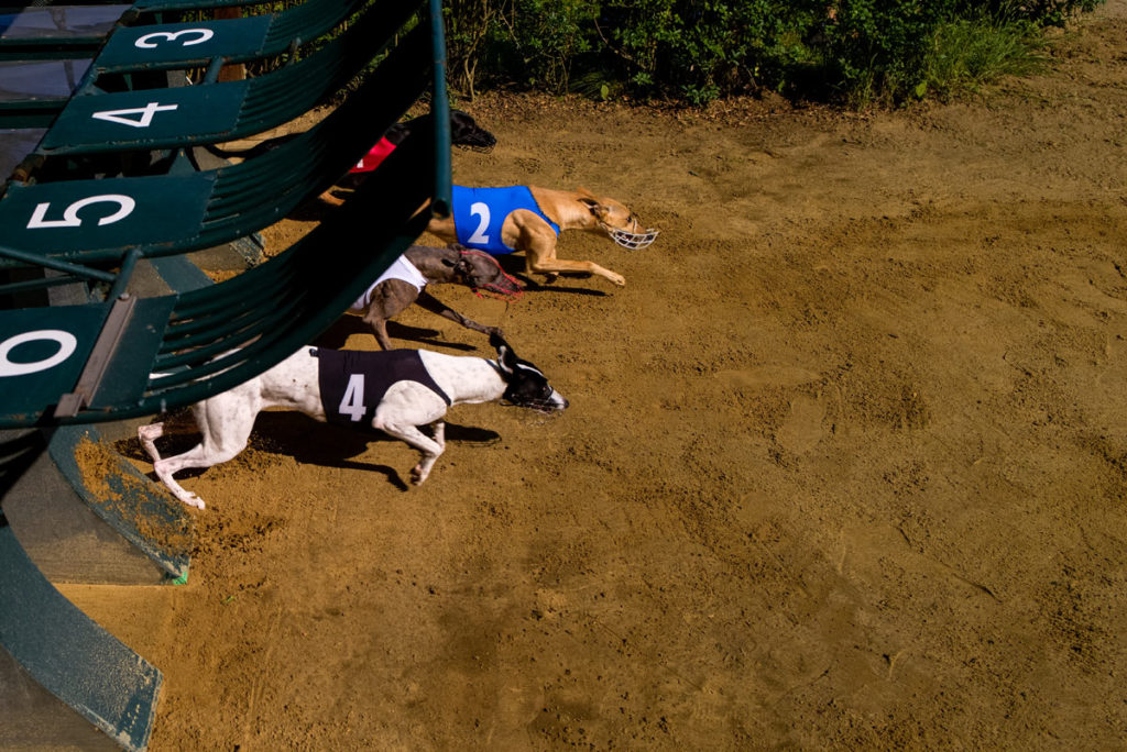 Beim Großen Preis von Gelsenkirchen 2019 waren am letzten Wochenende 193 Hunde am Start.