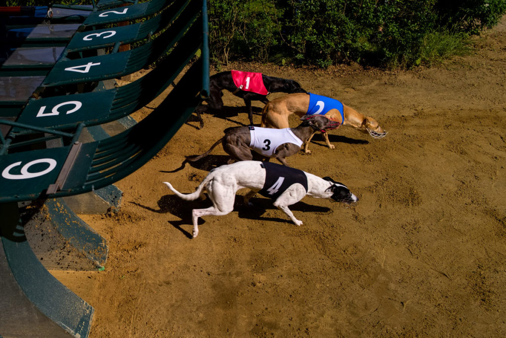 Whippets am Start beim Großen Preis von Gelsenkirchen 2019, Leica Q2, 28mm, 1/2000 sek., ISO 50, f/4,0