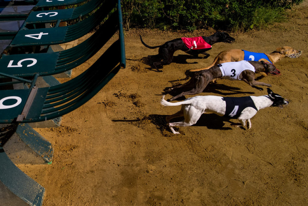 Whippets beim Großen Preis von Gelsenkirchen 2019