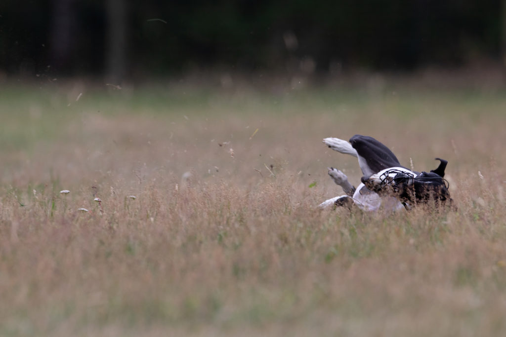 Whippet beim 12. Westfalen Coursing