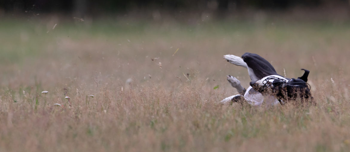 Whippet beim 12. Westfalen Coursing