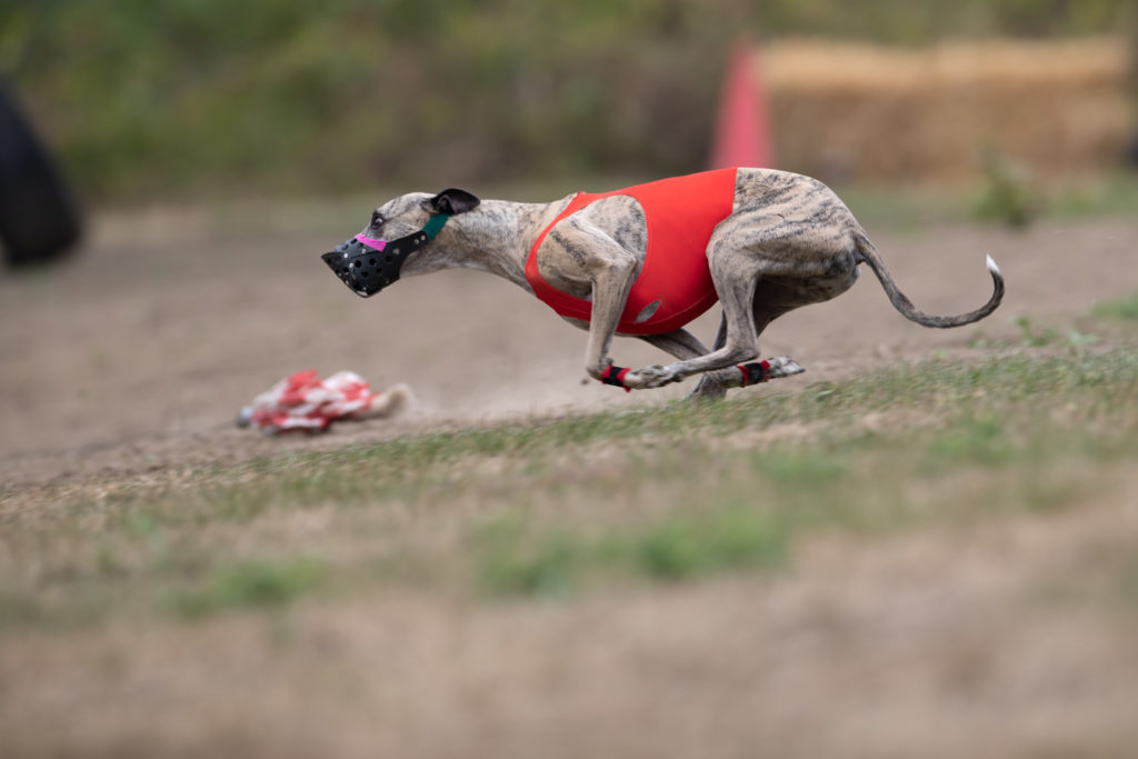 Hart am Limit - Das 12. Westfalen Coursing